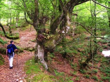 BOSQUE DE MOAL