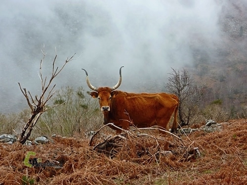 vacas de las razas Barrosa y Cachena