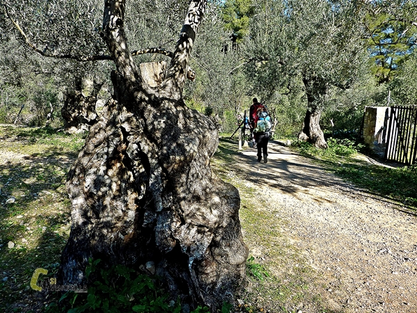 Olivos milenarios en Mallorca