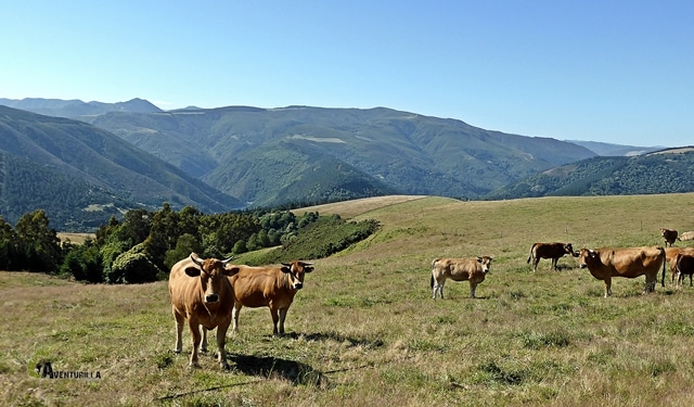 vacas en Asturias