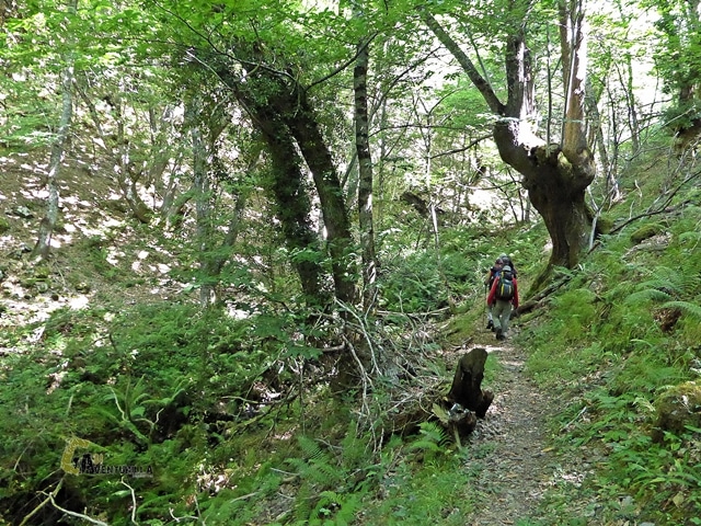 Bosques de Asturias