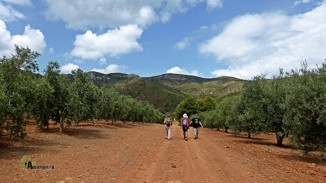 campo de olivos en la Calderona