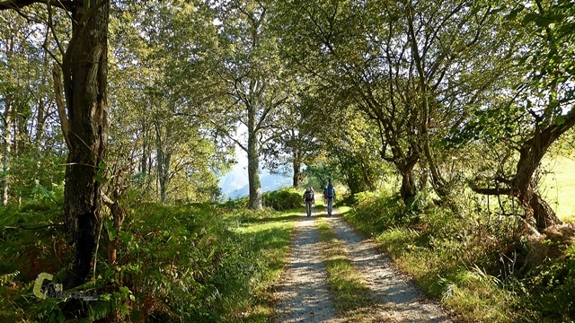 Bosque en el Camino Natural en Asturias