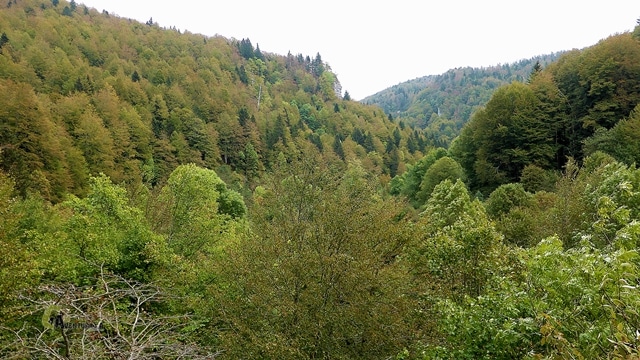 Bosque de Zabaleta