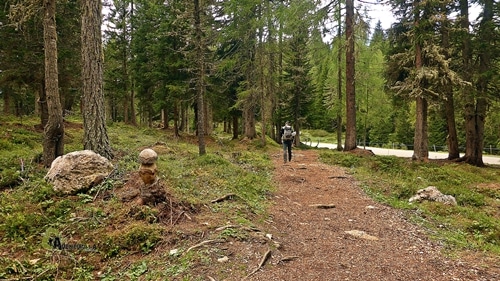 Bosque en Dolomitas