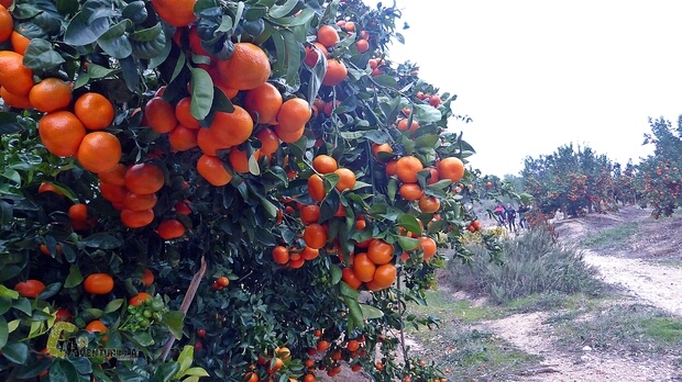 campos de mandarinas