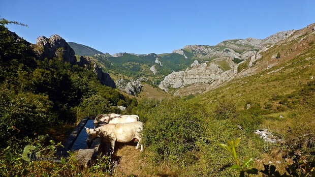 Fuente y vacas en la montaña de Riaño
