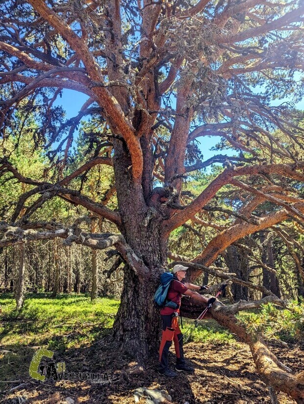 Gran pino silvestre