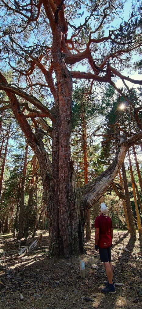 Admirando un gran pino silvestre