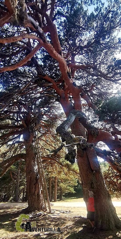 grandes pinos silvestres