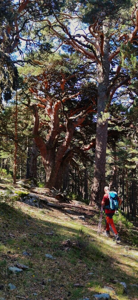 Gran pino albar atravesando el bosque