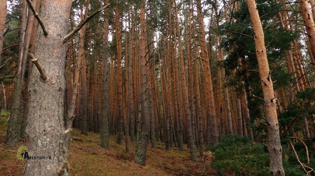 Bosque de pino albar