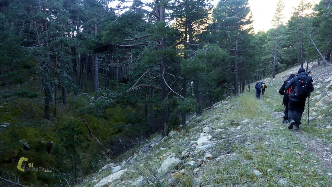 Bajando por el sendero entre pinos