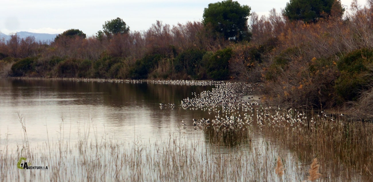 Aves en la laguna