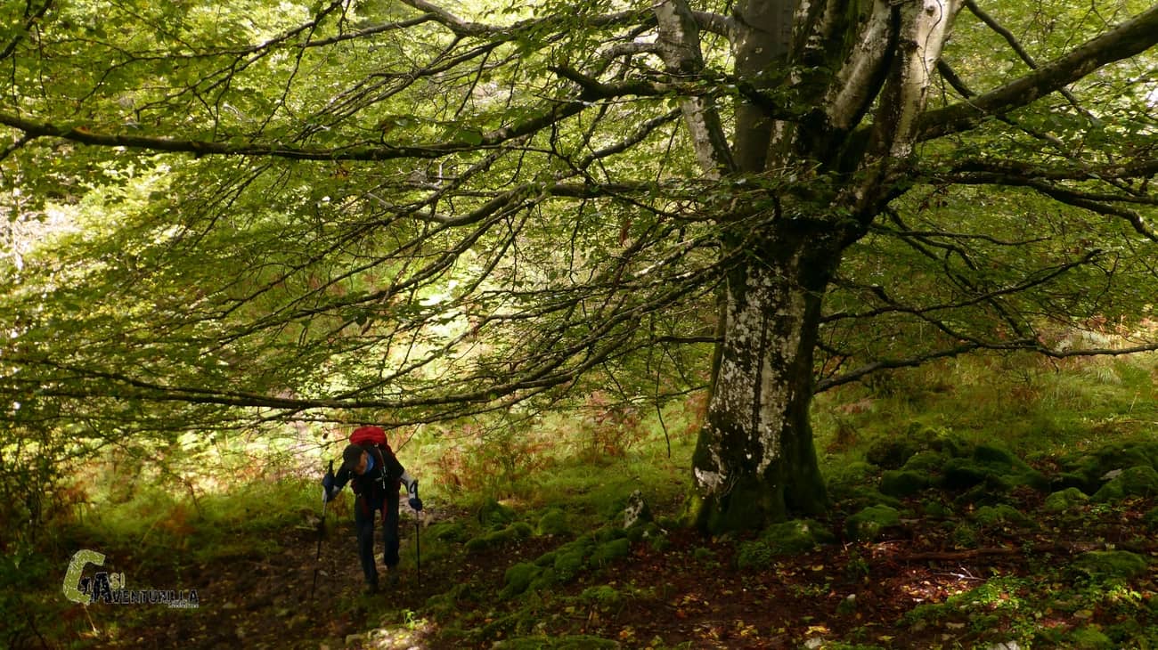 Gran haya en el bosque