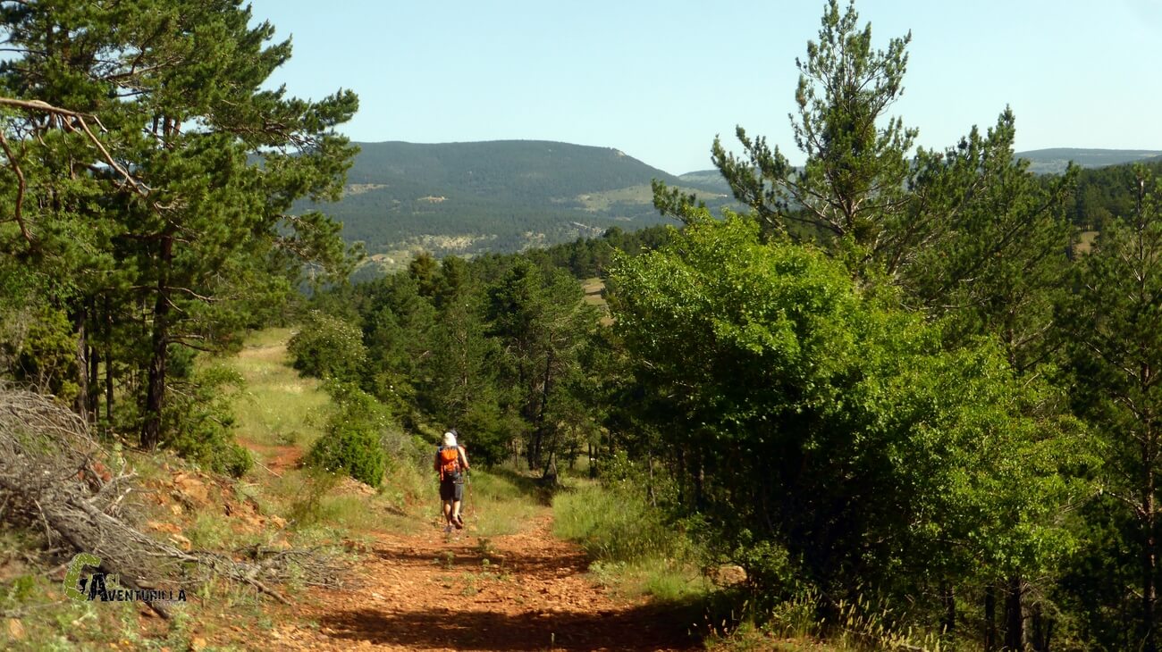 Descendiendo por pista forestal en linares de Mora
