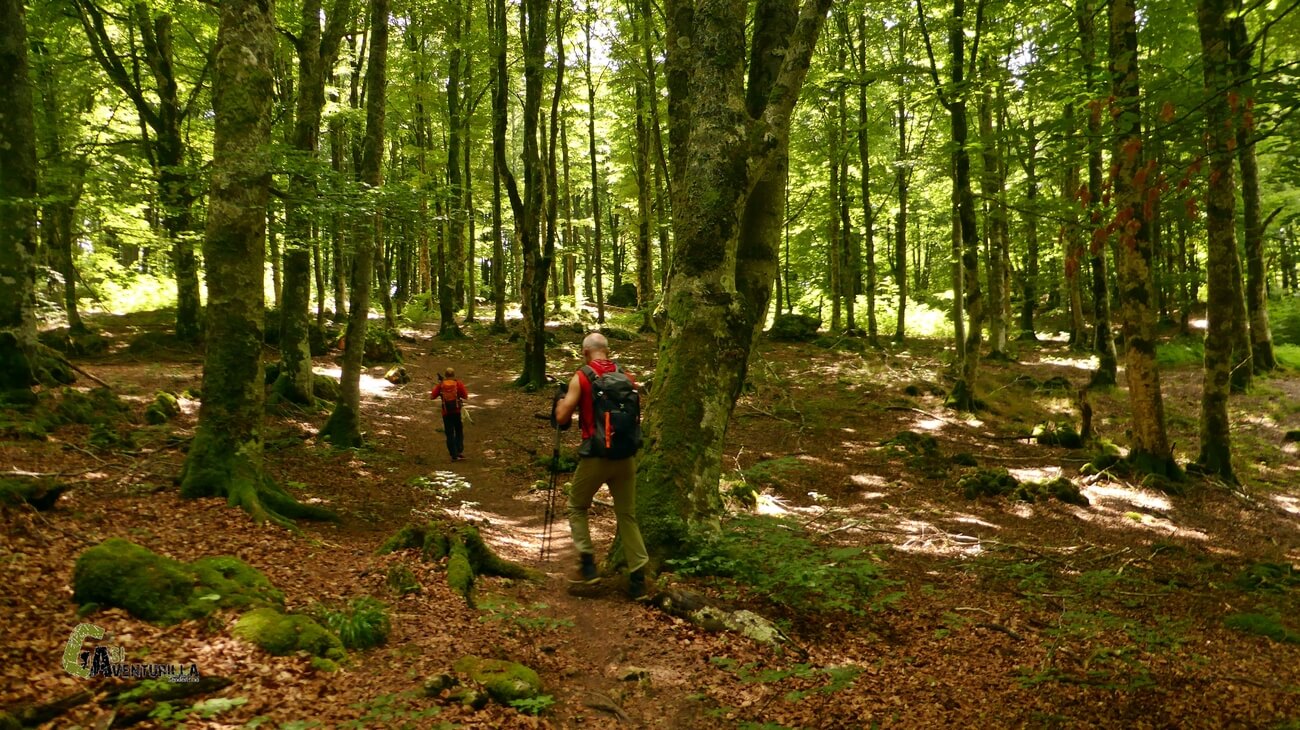 Atravesando el bosque de hayas