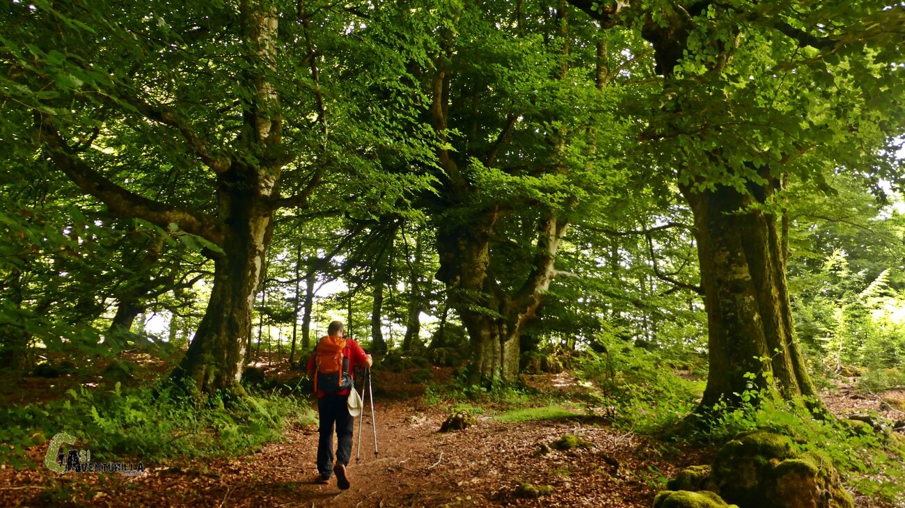 Grandes hayas en el bosque