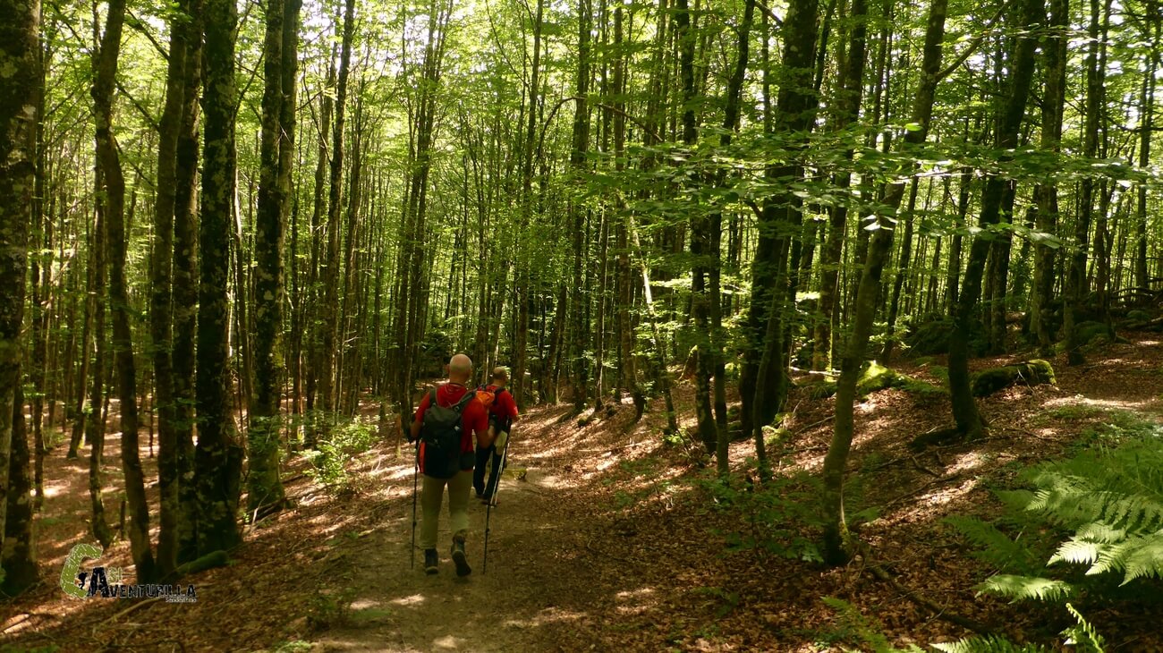 Descendiendo por el bosque