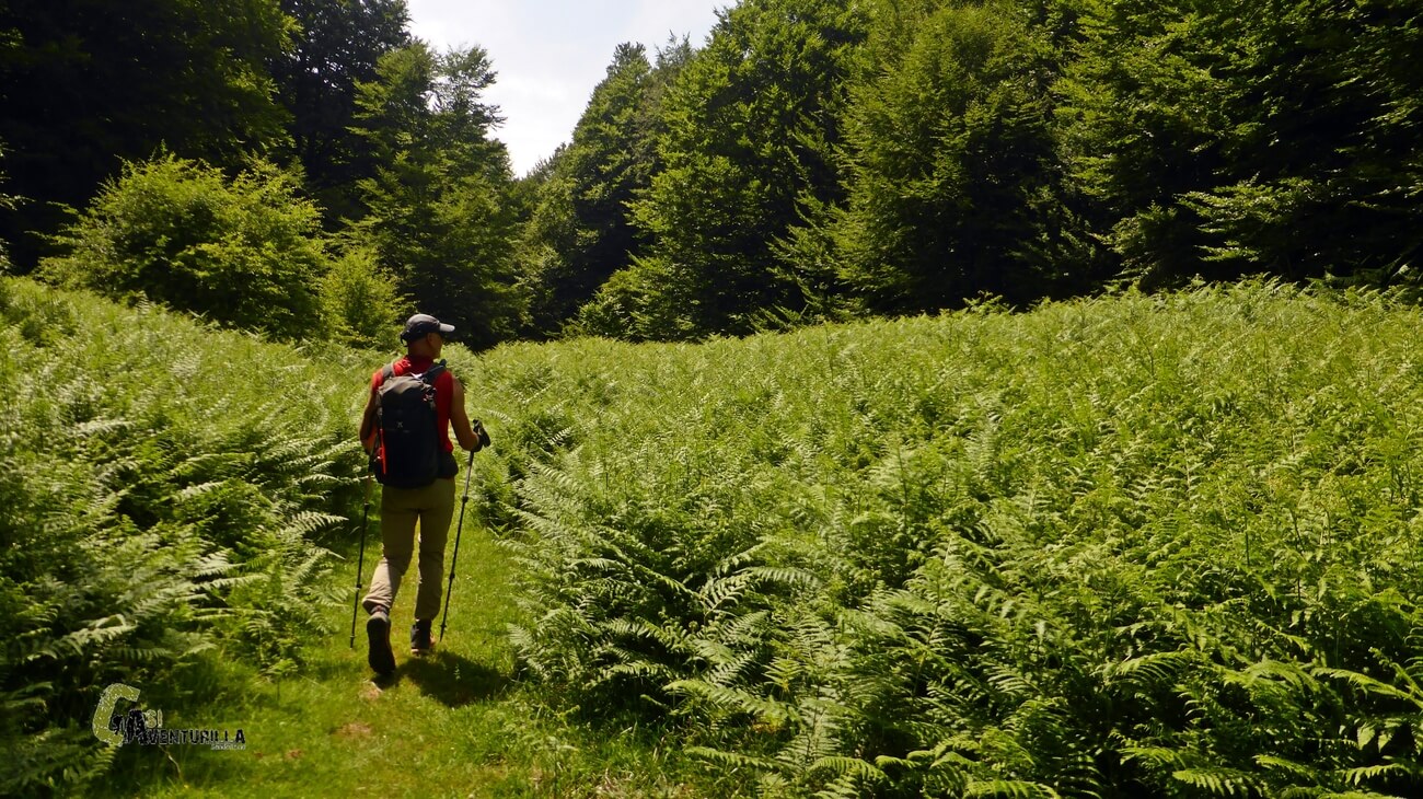 Caminando entre helechos