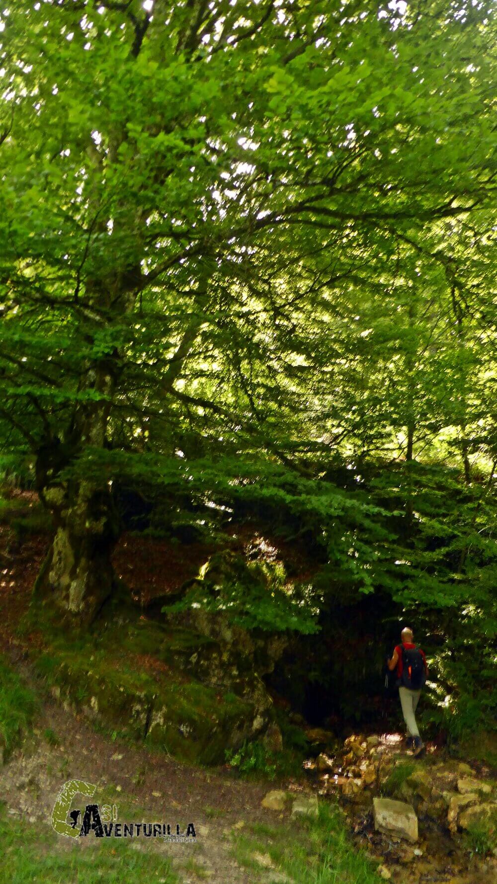 paraje cerrado en el bosque