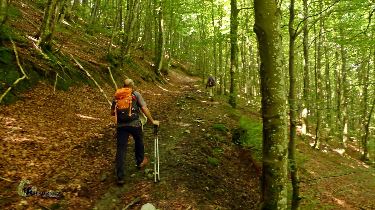 Subiendo por el bosque de hayas