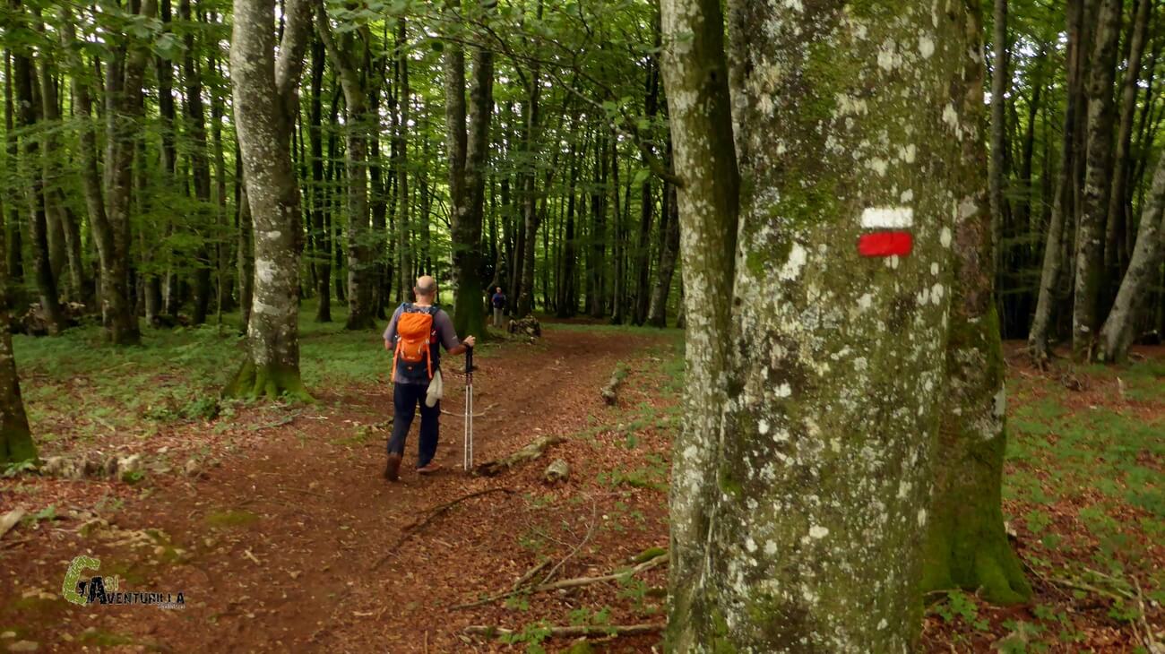 Cruzando el bosque por el GR
