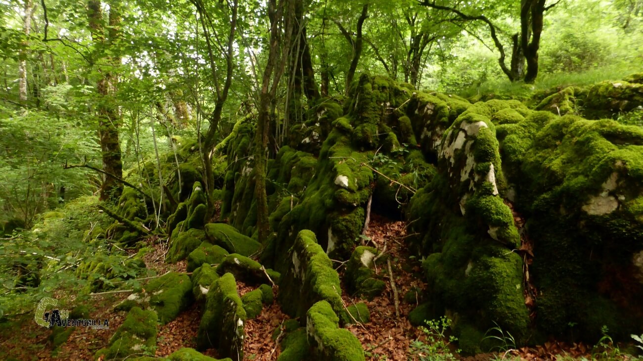 Bosque magico de hayas