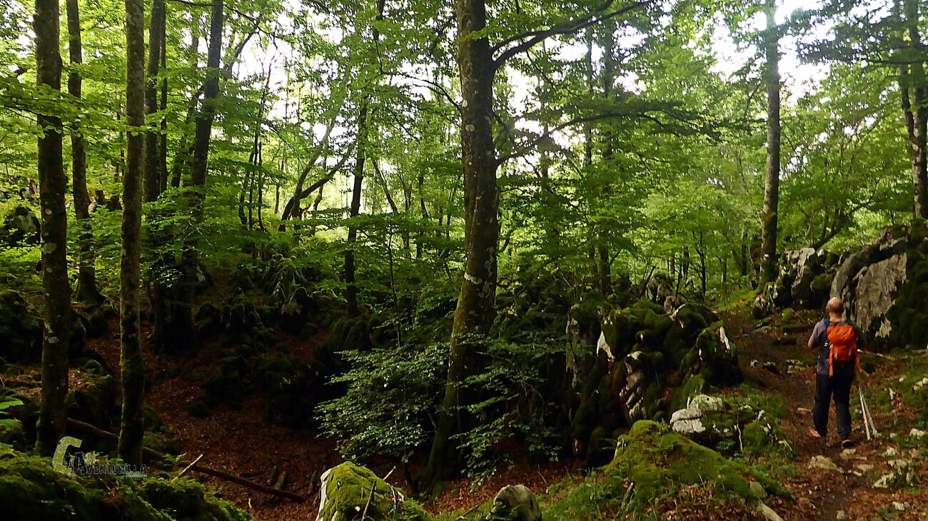 Bosque de hayas en Aralar