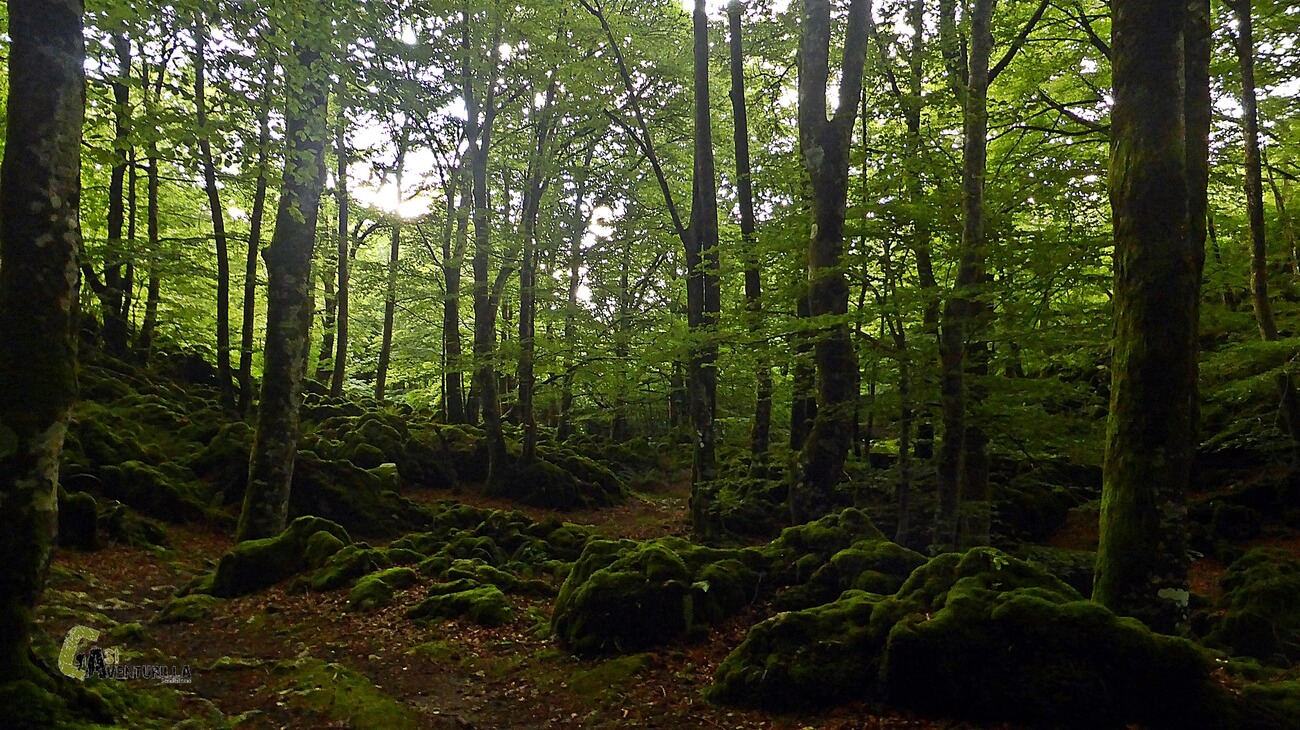 Cerrado bosque de hayas en Aralar