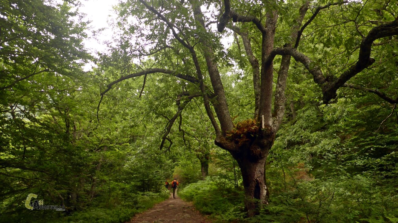 Gran roble en la senda hacia el nacimiento del rio Zirauntza