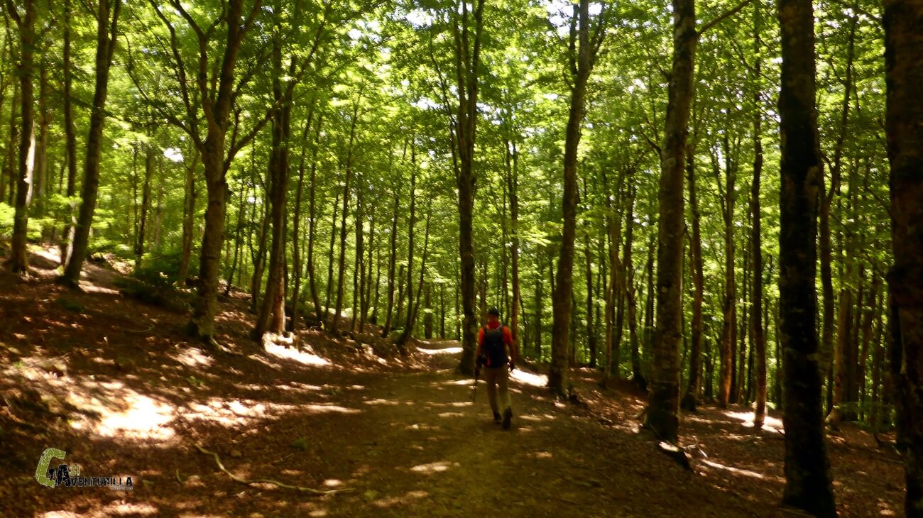 Bajando por el bosque de hayas