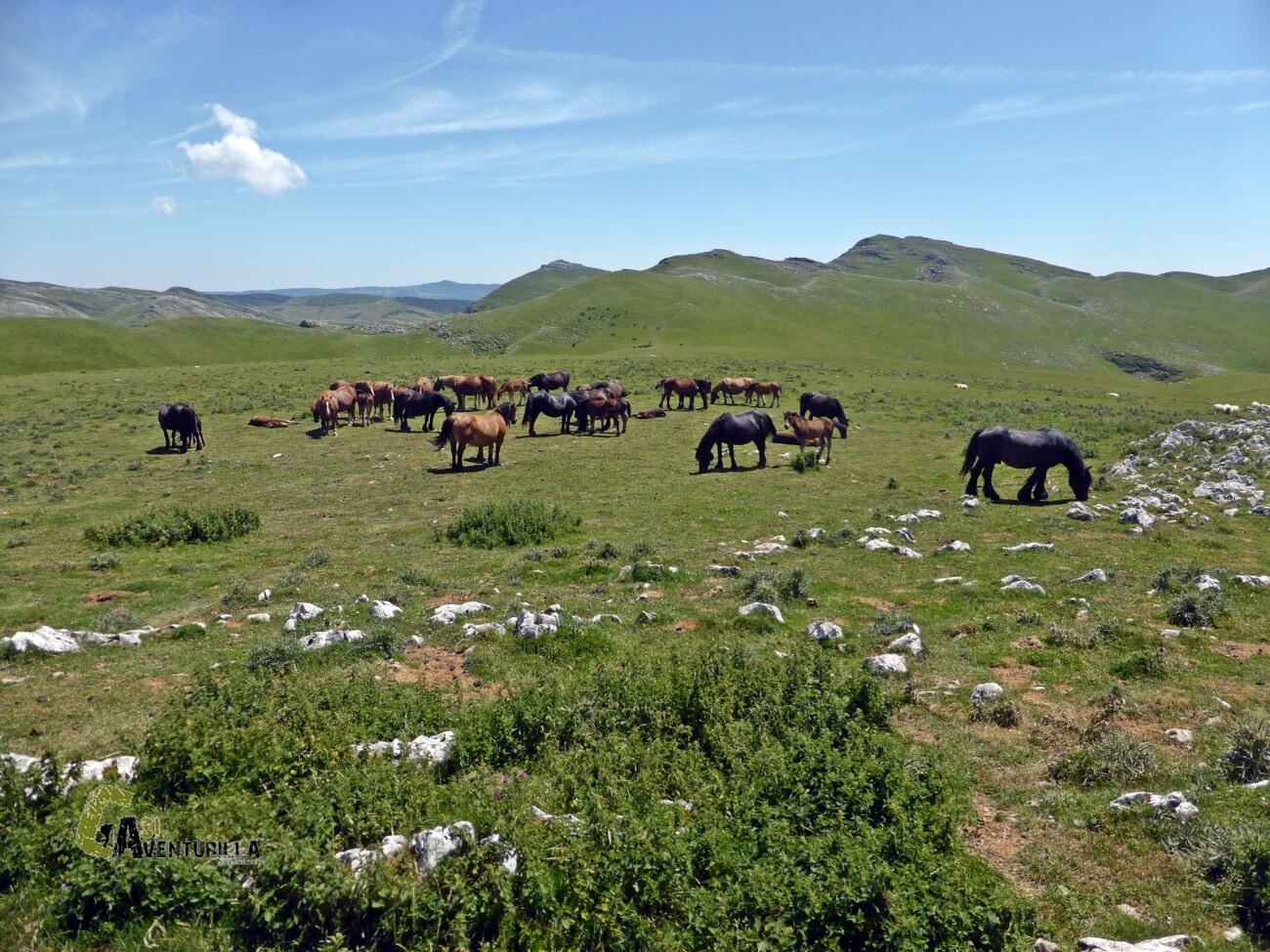 caballos en la sierra de Aralar