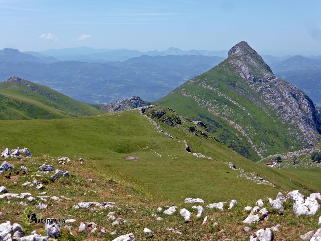 Rebaño de vacas en la sierra de Aralar