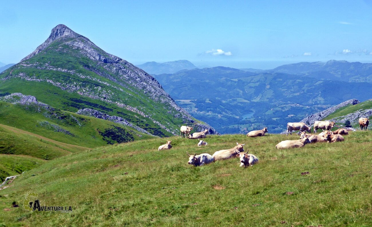Rebaño de vacas en Aralar