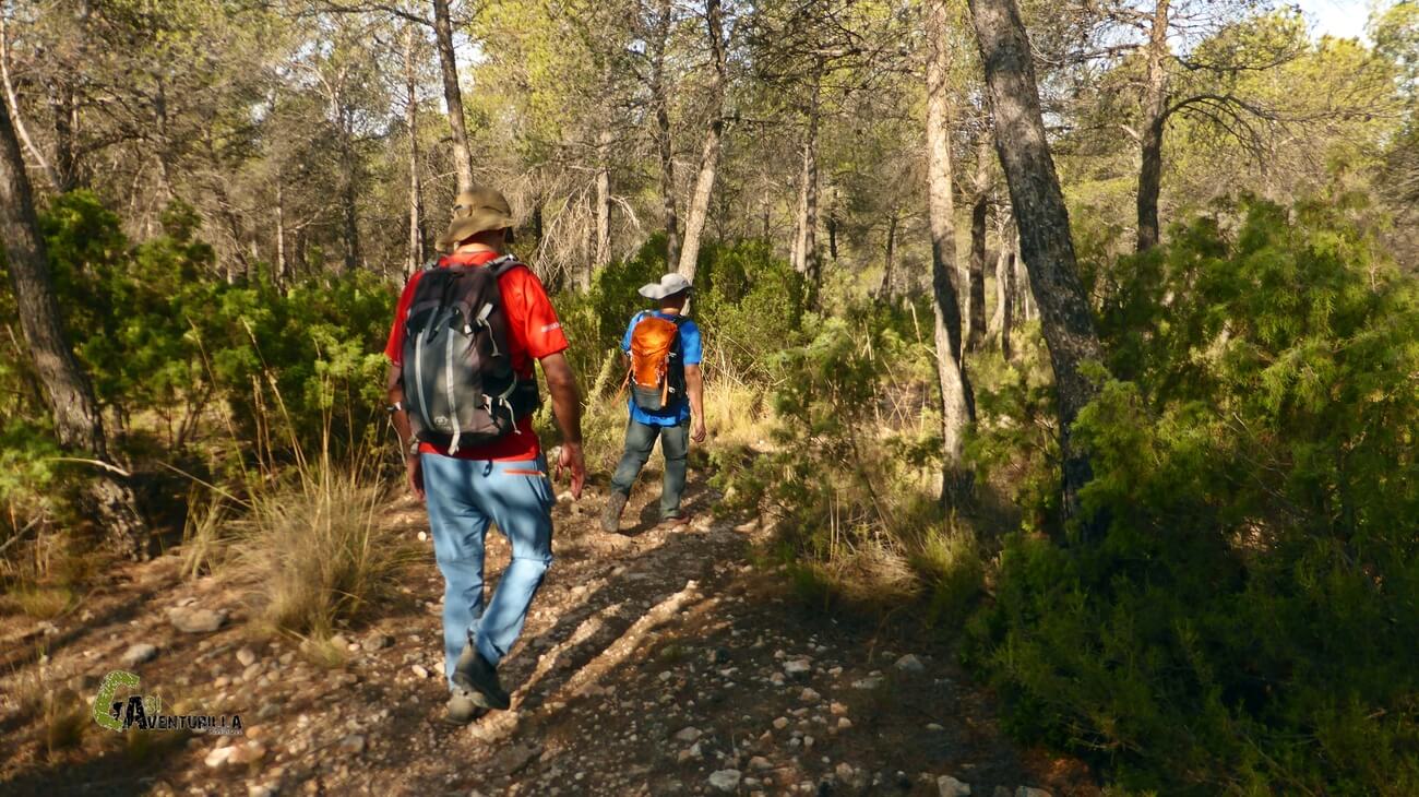 Caminando bajo el bosque de pinos