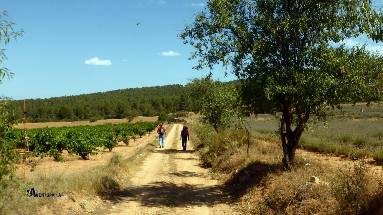 Caminando junto a campos de vid