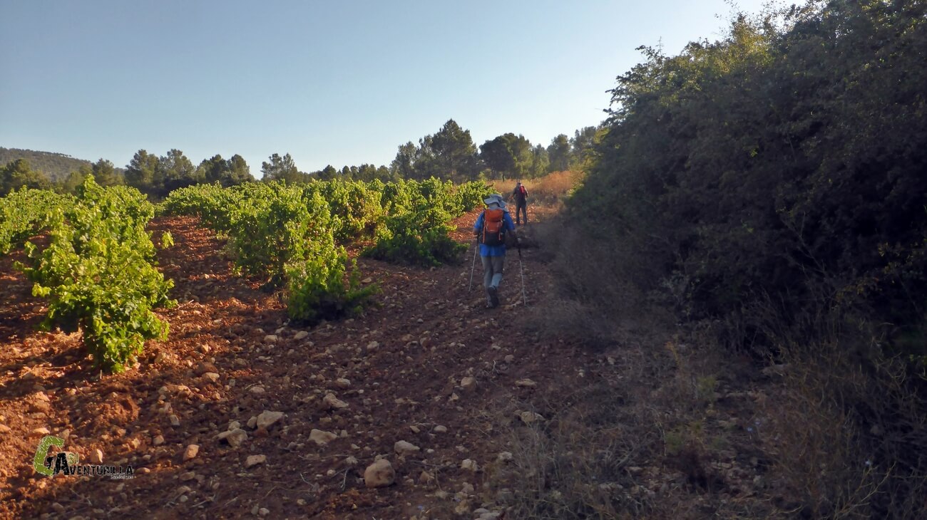 Viñedos en Fuen Vich