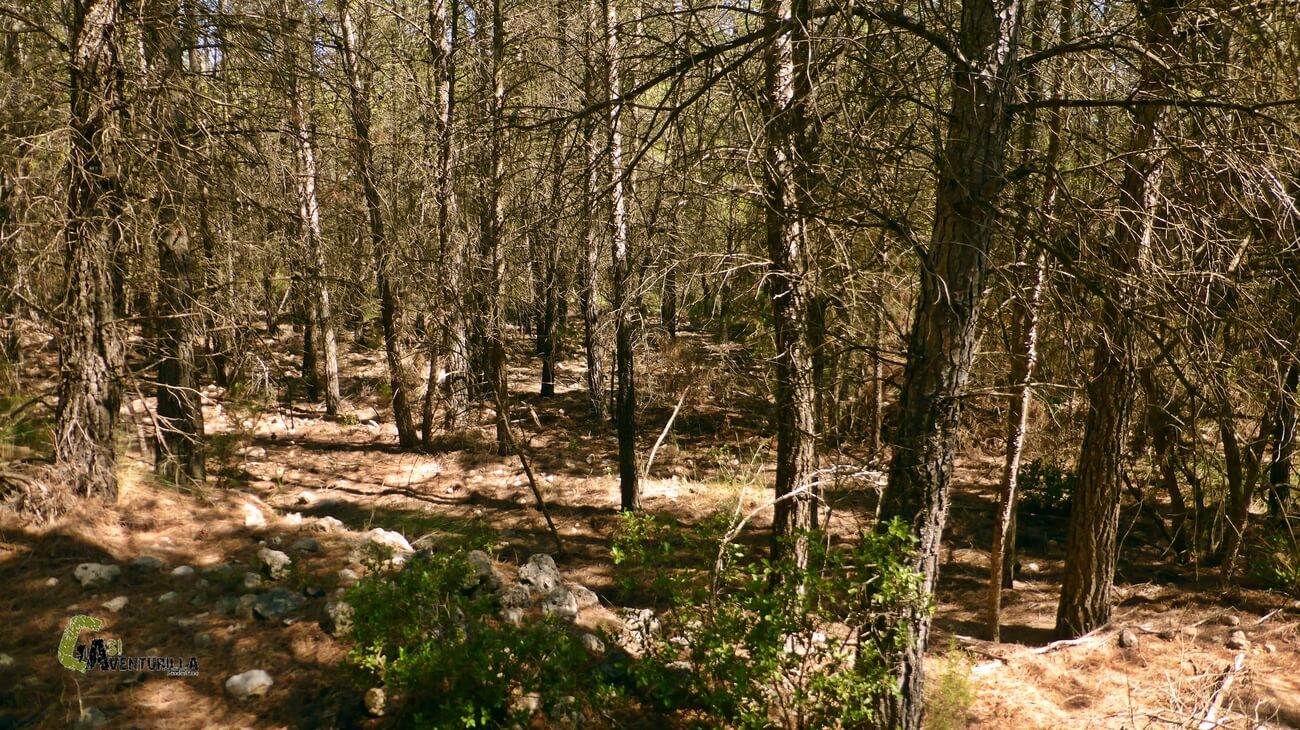 Bosque de picos jovenes