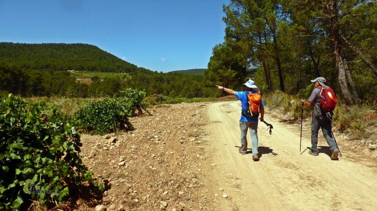 Volviendo por la pista forestal con viñedos