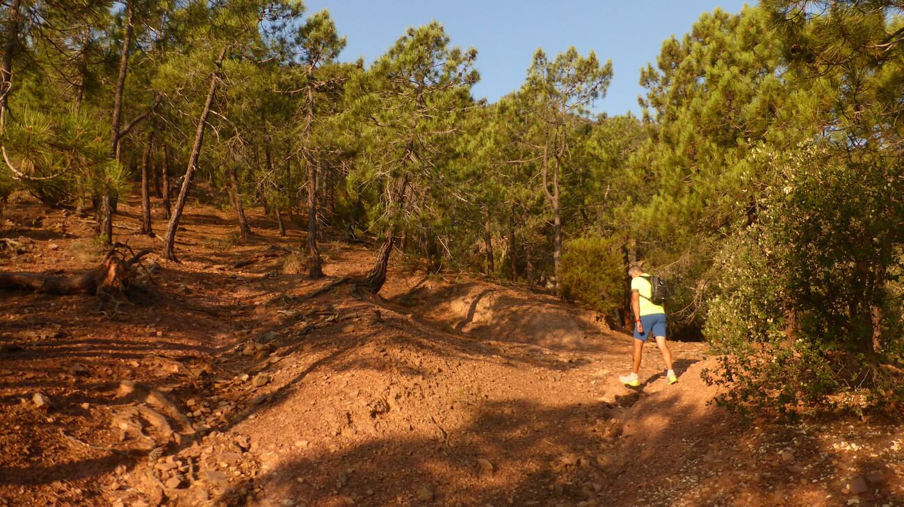 Fuerte subida por el bosque de pinos