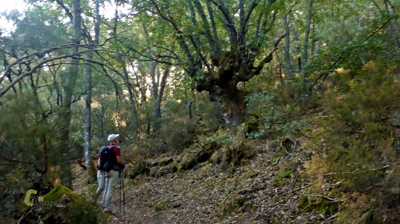 Dentro de un bosque de robles