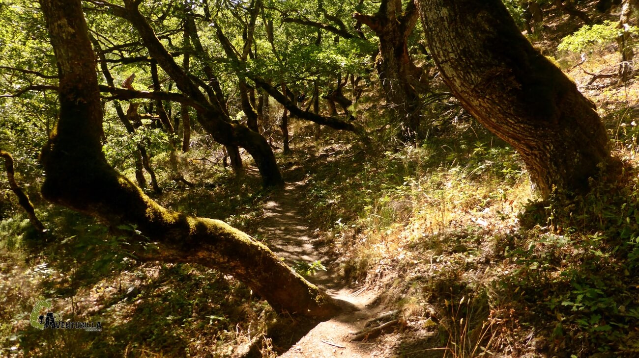 Bosque de la Hadas en el valle de Curueño