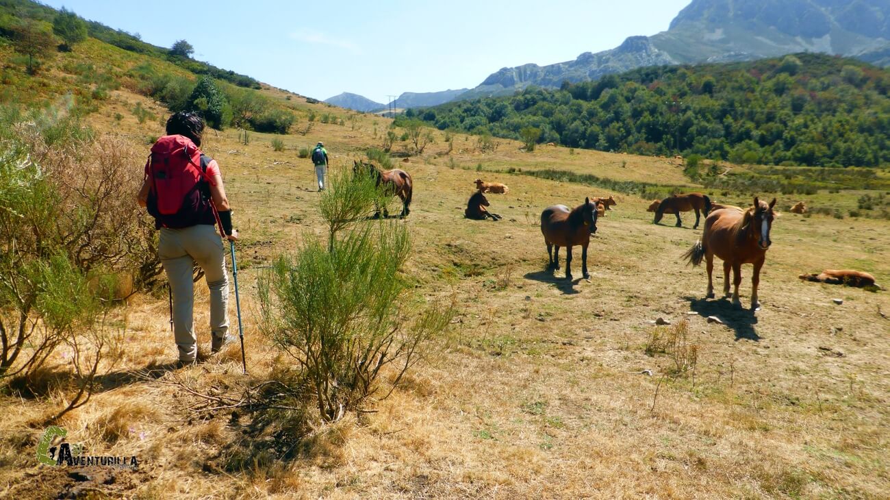 Caballos en el puerto de San Isidro