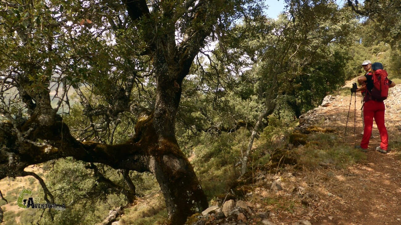 Encina de gran porte