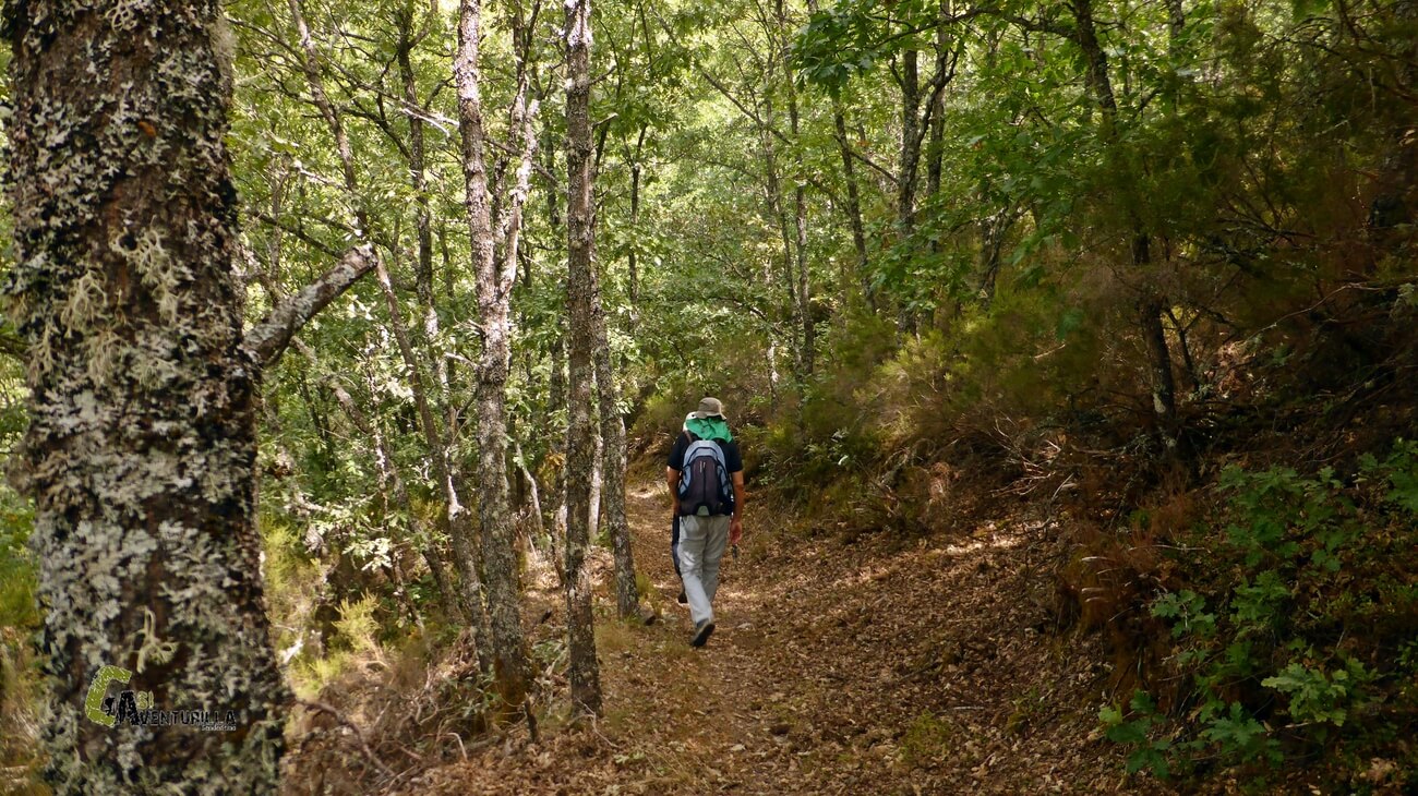 Caminando bajo el bosque
