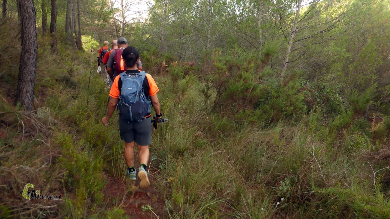 Por sendero entre pinos