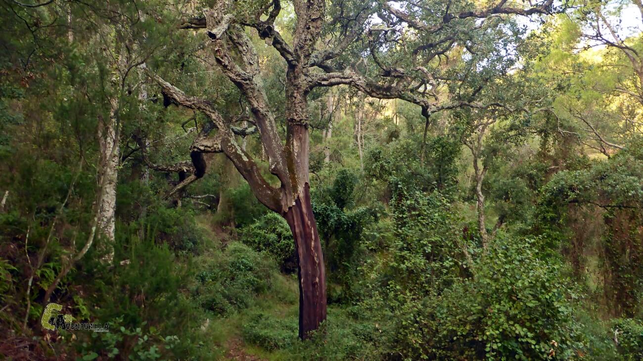 Alcornoque en la sierra de Espadan