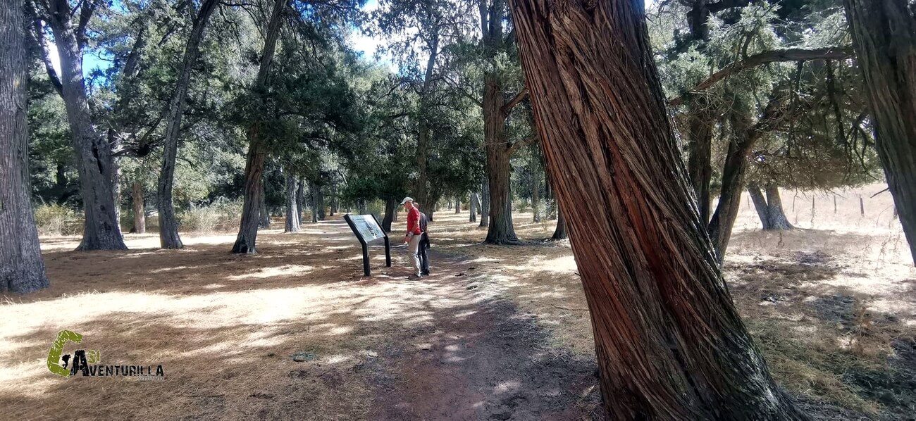 Panel de informacion en el sabinar de Calatañazor