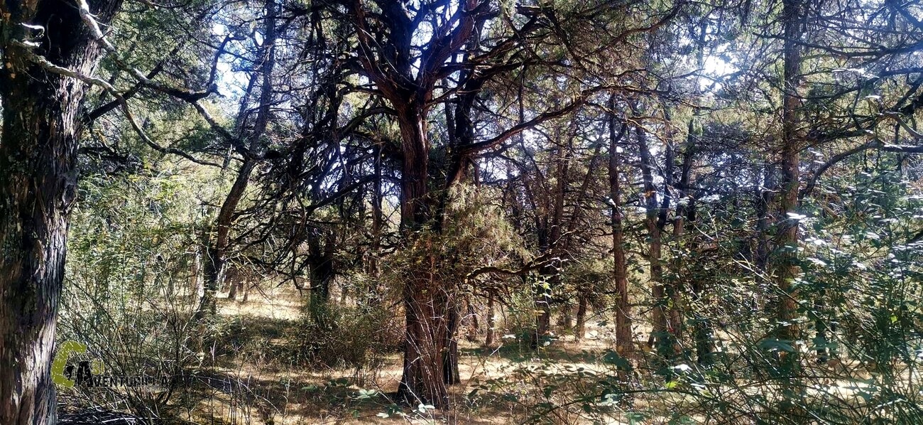 Sabinar de Calatañazor